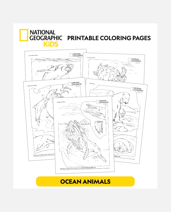 Nat Geo Kids Ocean Animal Printable Coloring Sheets