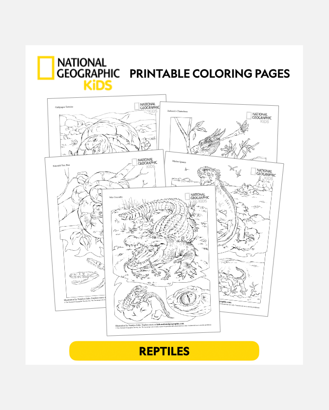 National Geographic Kids Printable Coloring Sheets: Reptiles